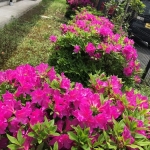 画像1.jpg